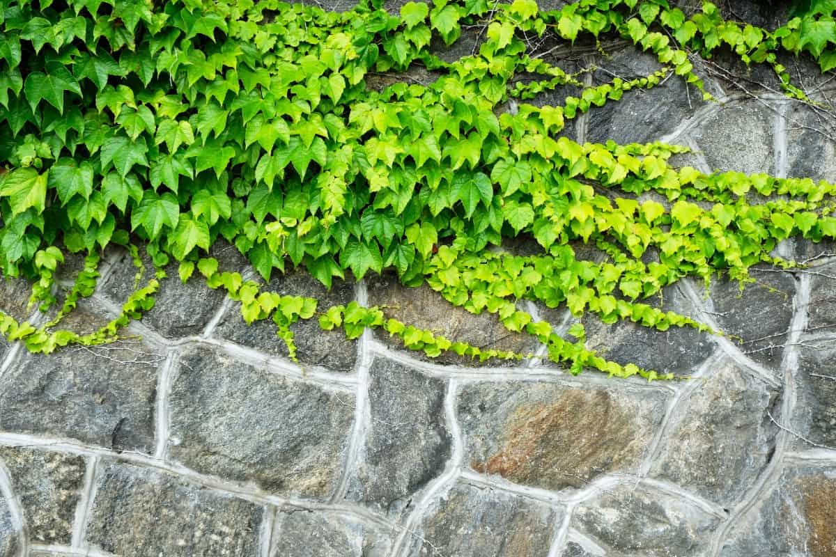 Boston ivy is not just easy to grow but a vigorous grower