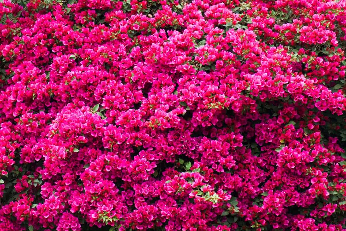 bougainvillea is a tropical beauty