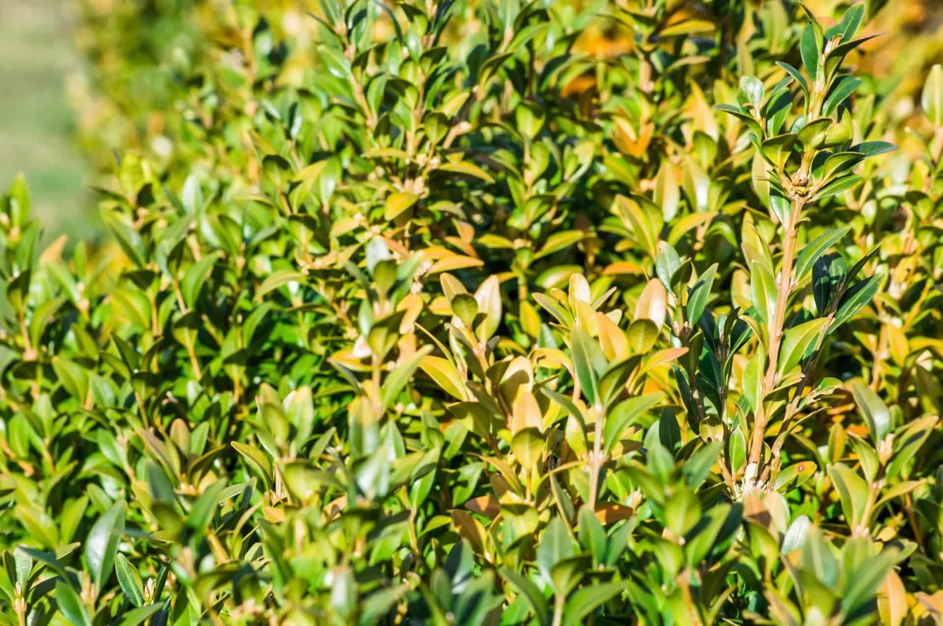 boxwood responds quite well to pruning