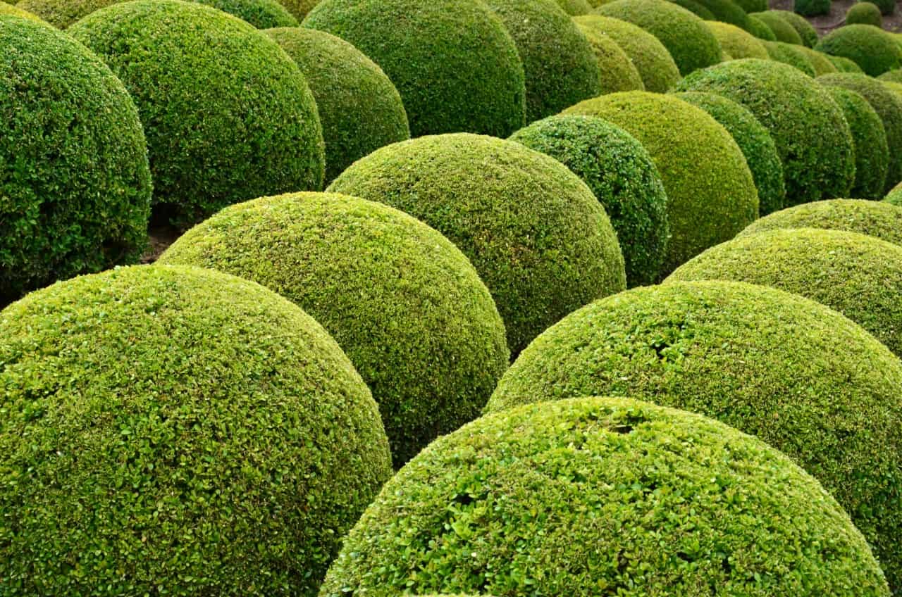 boxwood shrubs are easily trimmed into topiaries