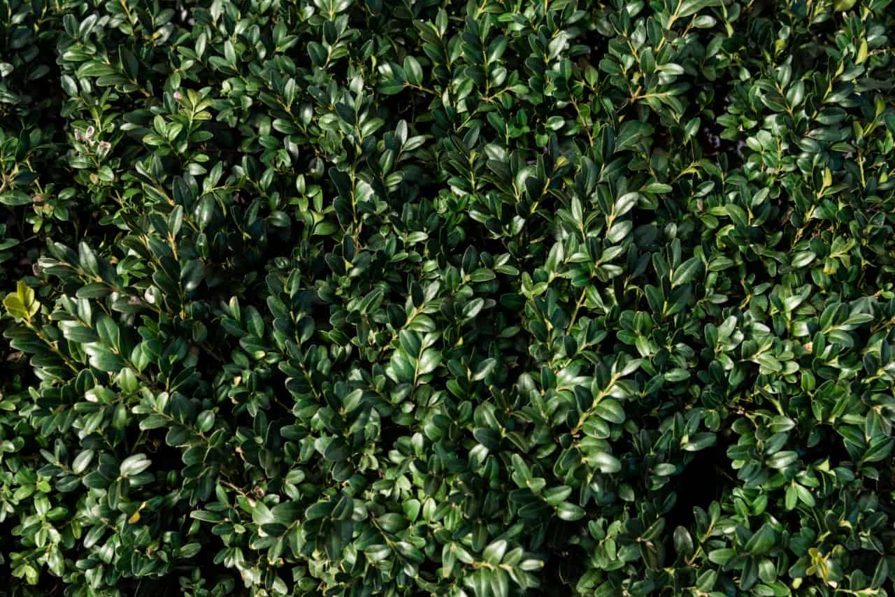 boxwood is a popular plant for a privacy fence