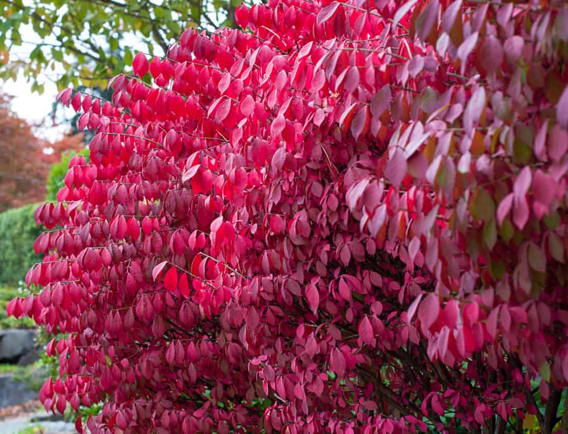 burning bush is a deer resistant shrub with spectacular foliage