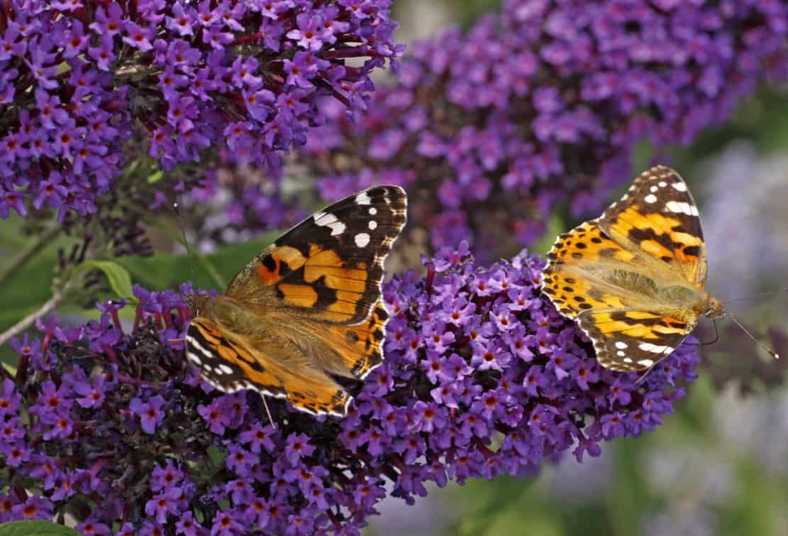 butterfly bush is fast growing and loved by butterflies and birds