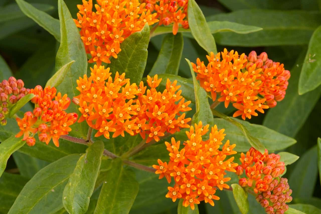 butterfly weed is a tall clumping perennials that draw pollinators
