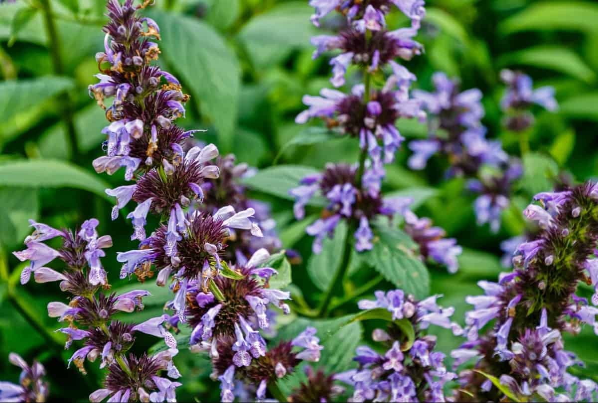 catmint has pretty purple blooms with silvery foliage