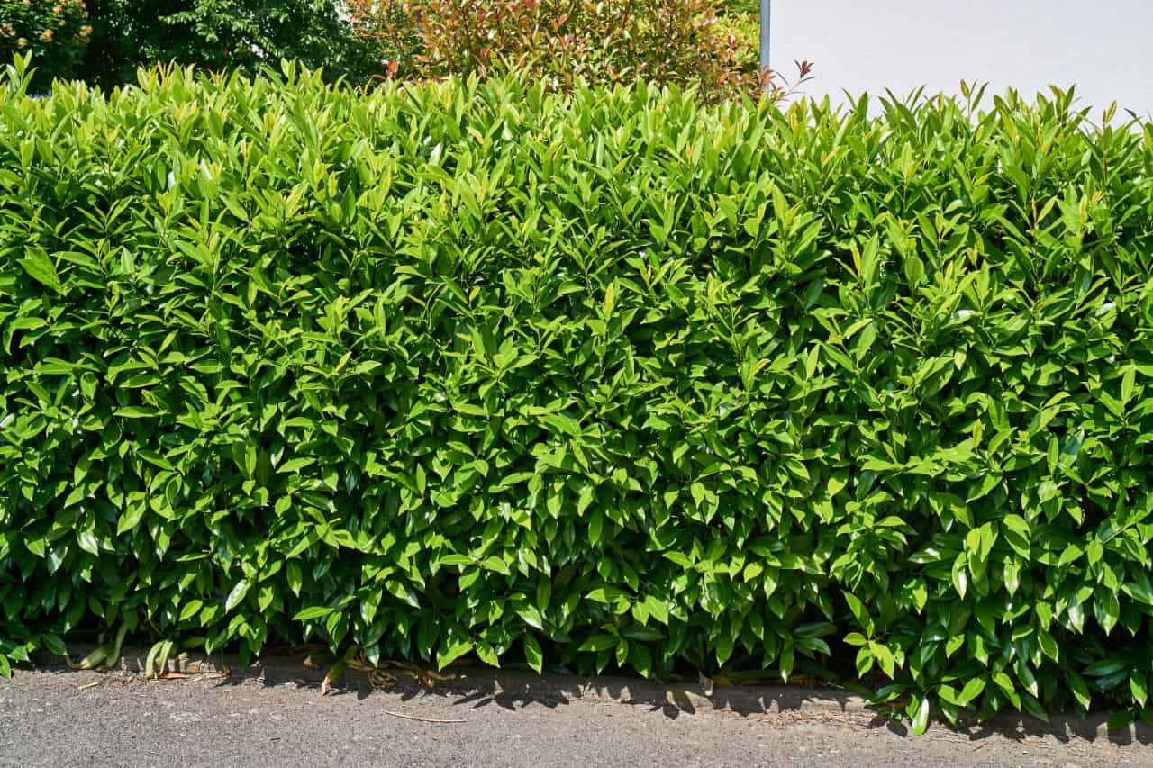 the cherry laurel not only provides privacy but also reduces noise pollution nearby