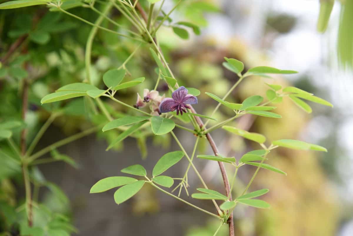 the chocolate vine perennial is known for its delicious scent