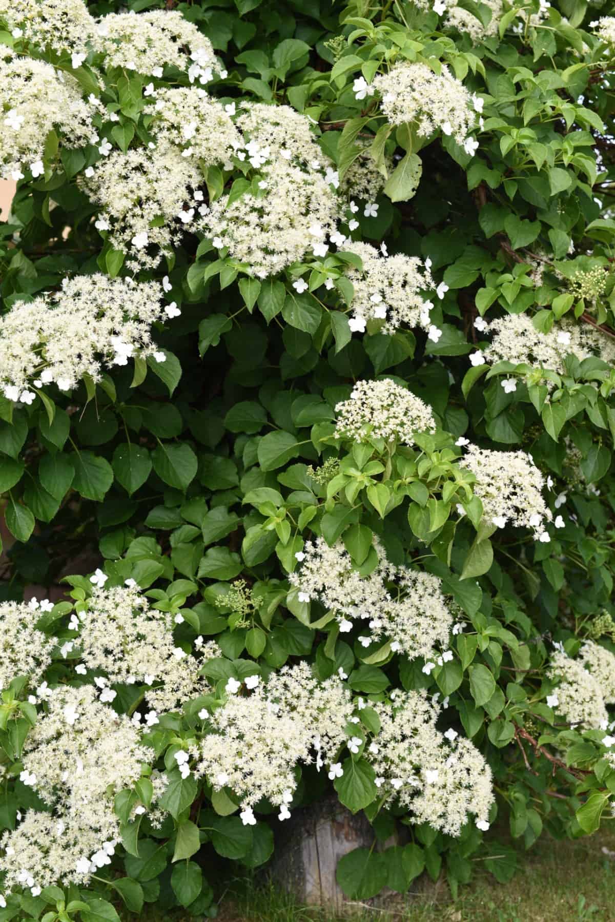 climbing hydrangea has lovely clusters of white flowers