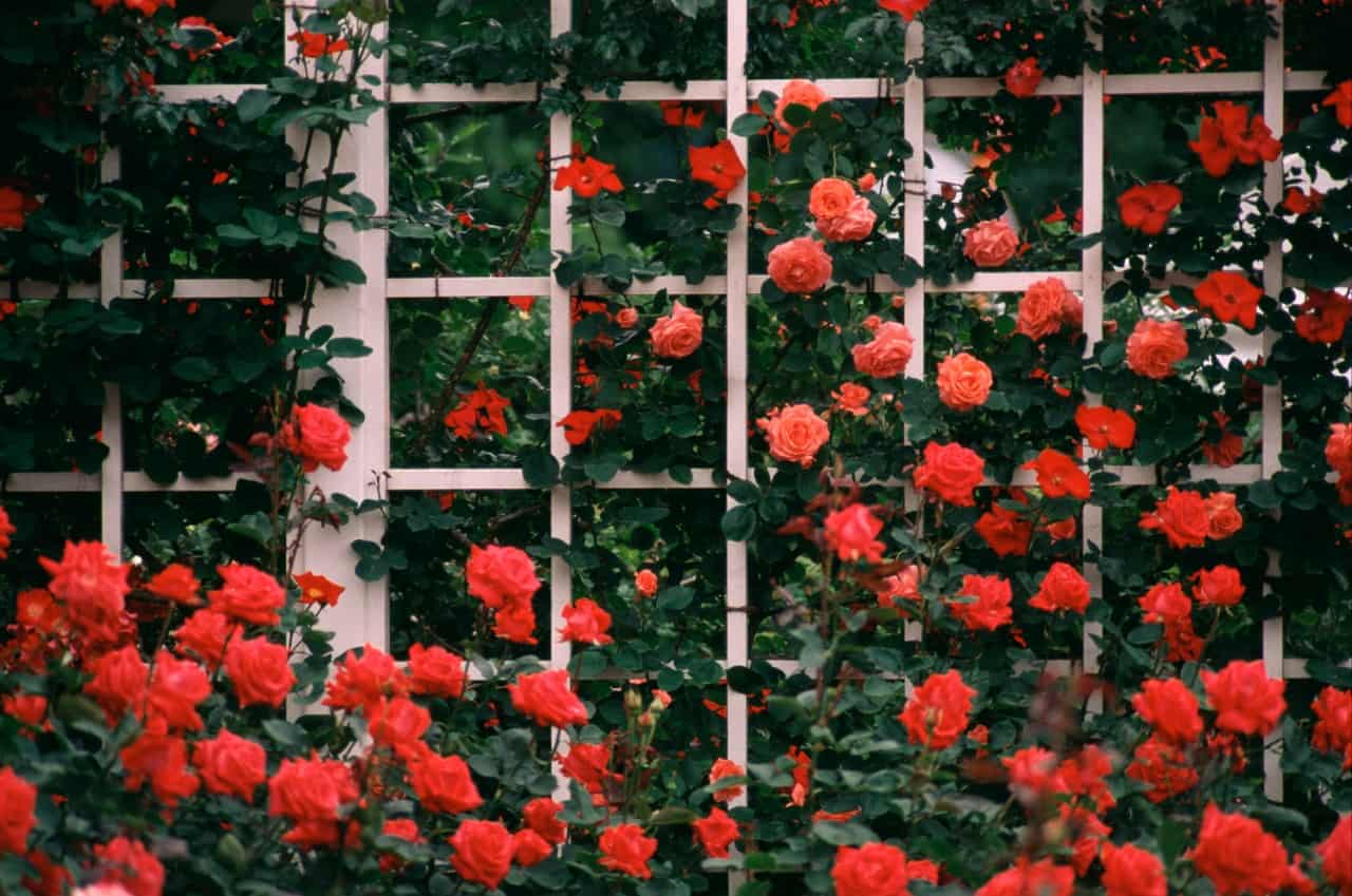 the climbing rose has a sweet scent