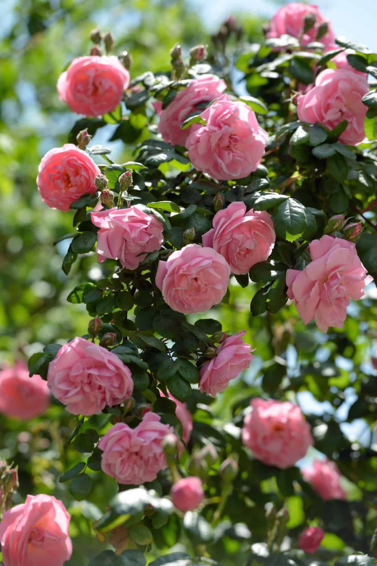 climbing roses are a favorite for gardeners