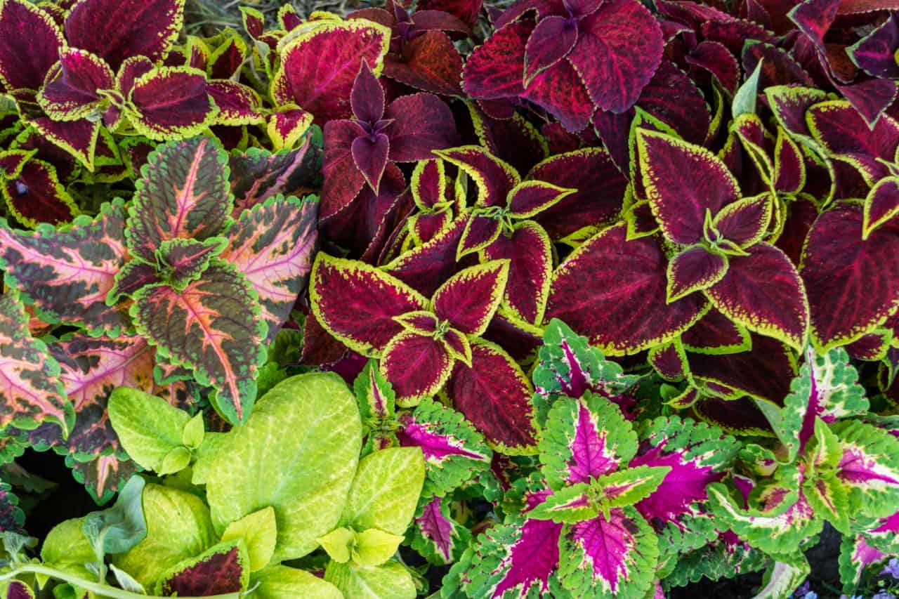 coleus offers stunning foliage in a wide variety of colors and textures