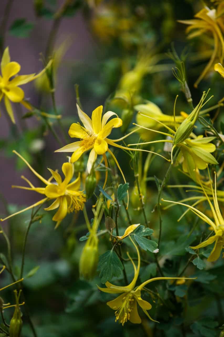 columbine has uniquely-shaped flowers