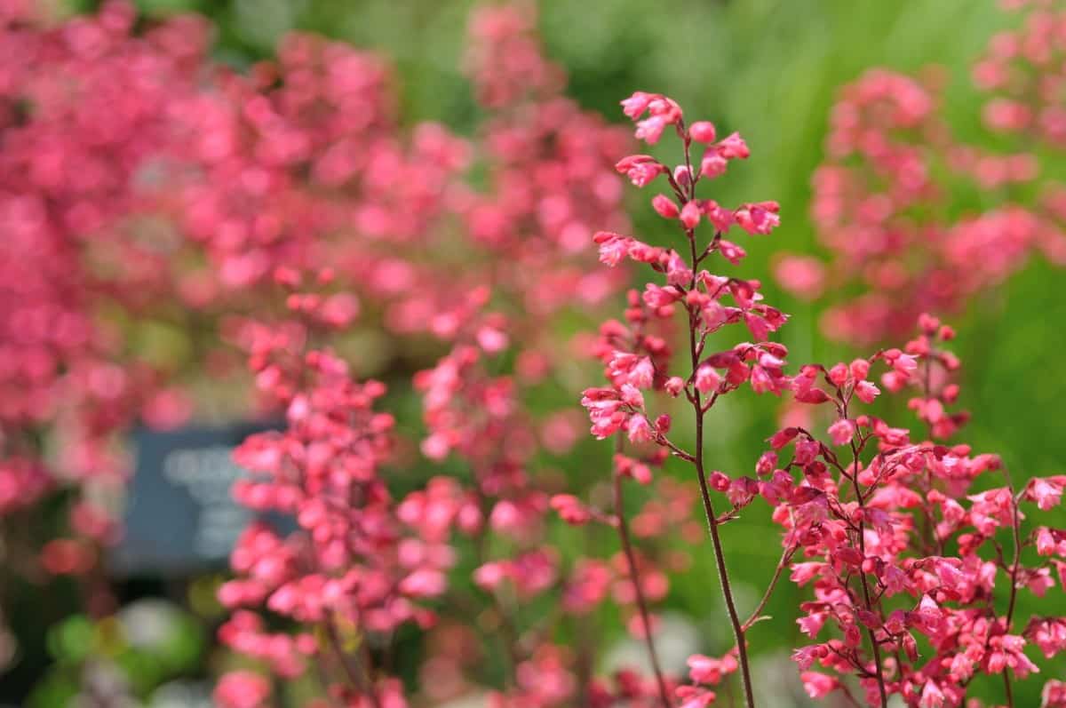 coral bells not only has pretty tiny flowers but the foliage is spectacular