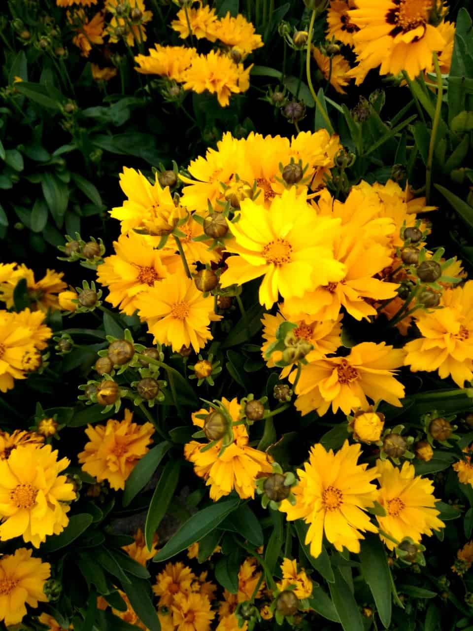 coreopsis offers profuse numbers of blooms during the growing season
