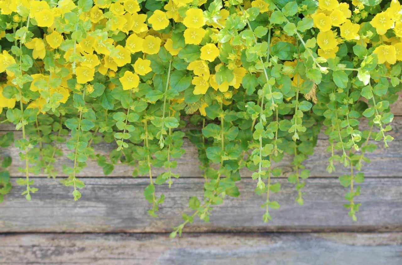 creeping Jenny has yellow leaves in the sun and green ones in the shade