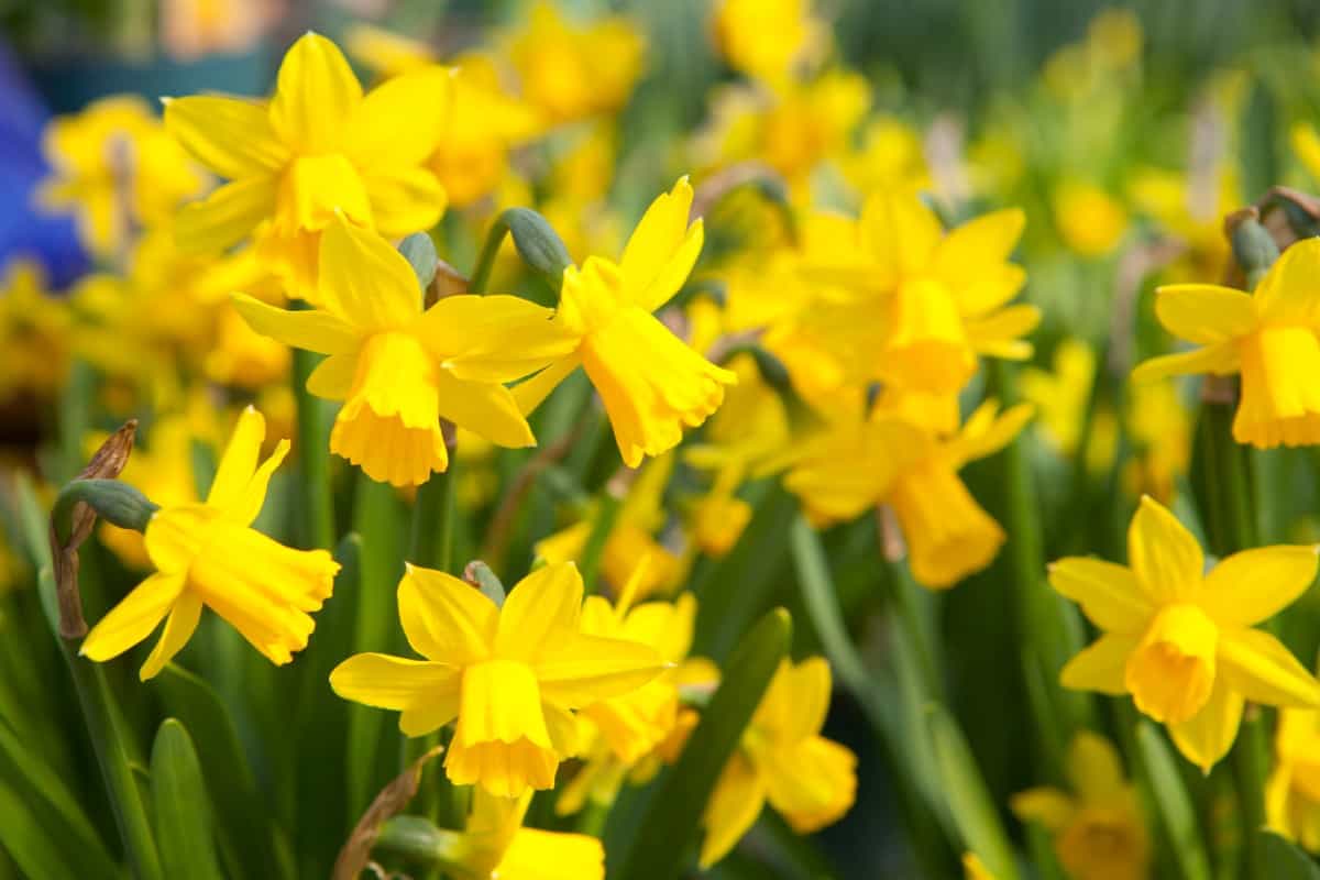 daffodils are one of the earliest spring bloomers