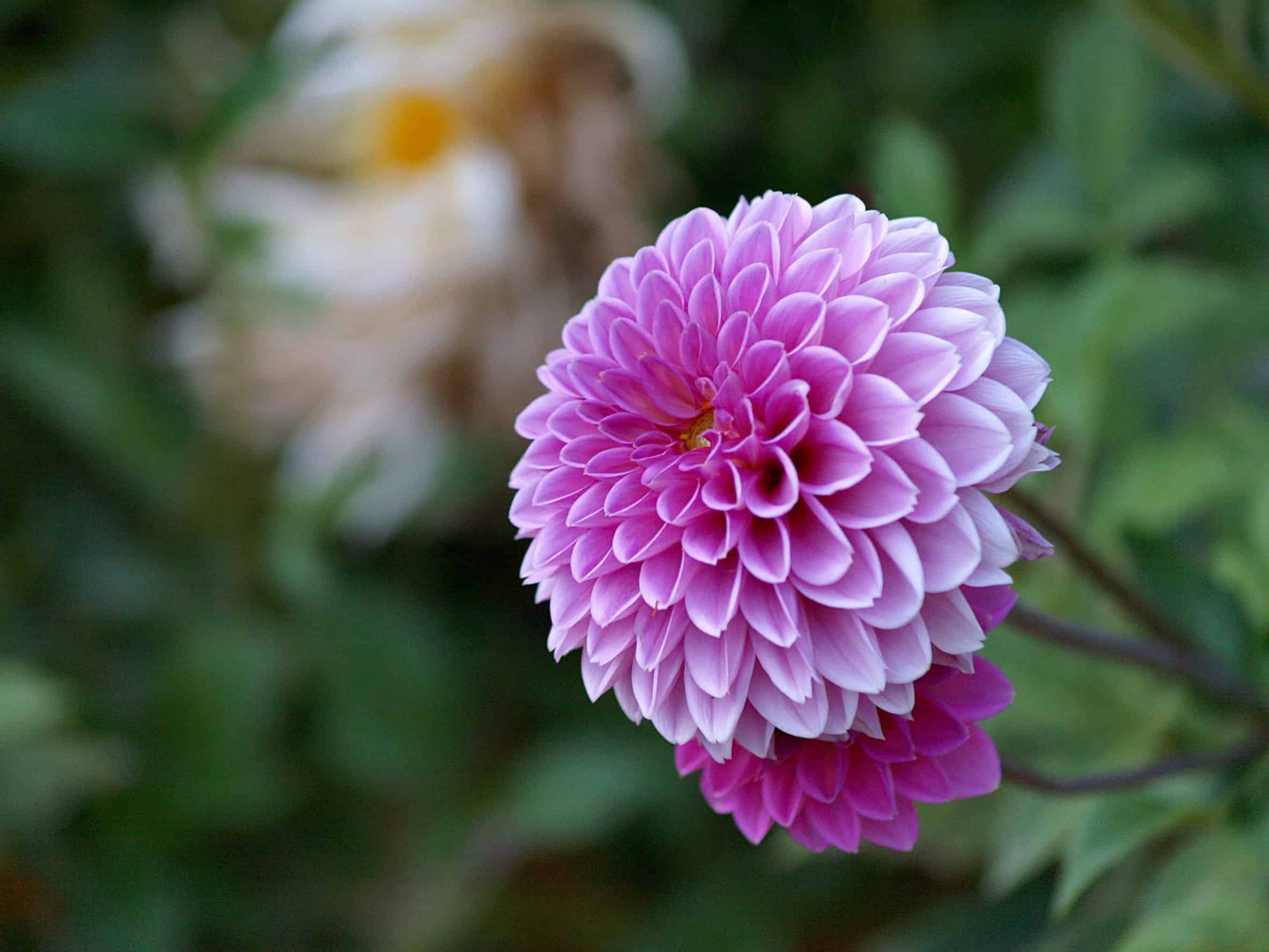the unusual dahlia attracts all kinds of birds and bees
