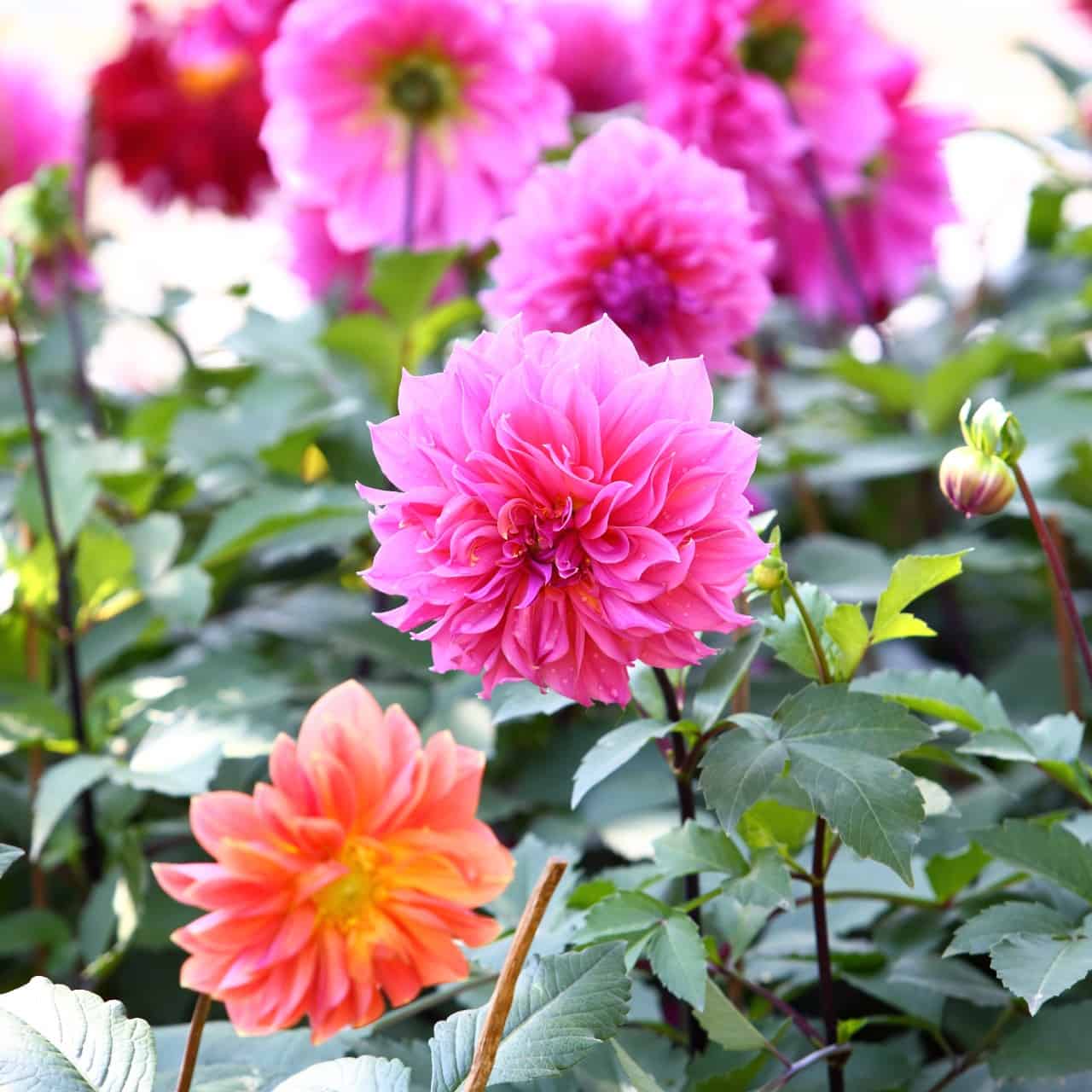 dahlias have unique flowers that brighten any garden