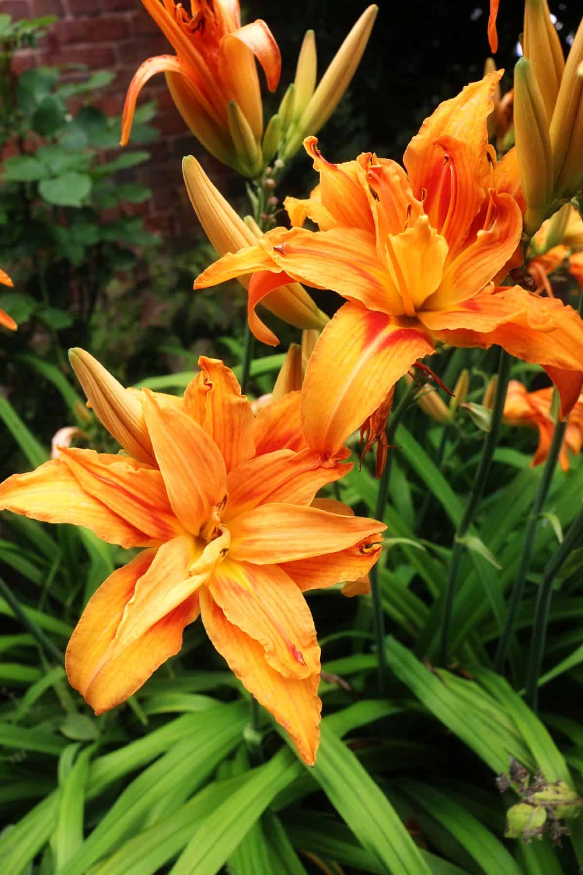 the daylily is incredibly easy to grow