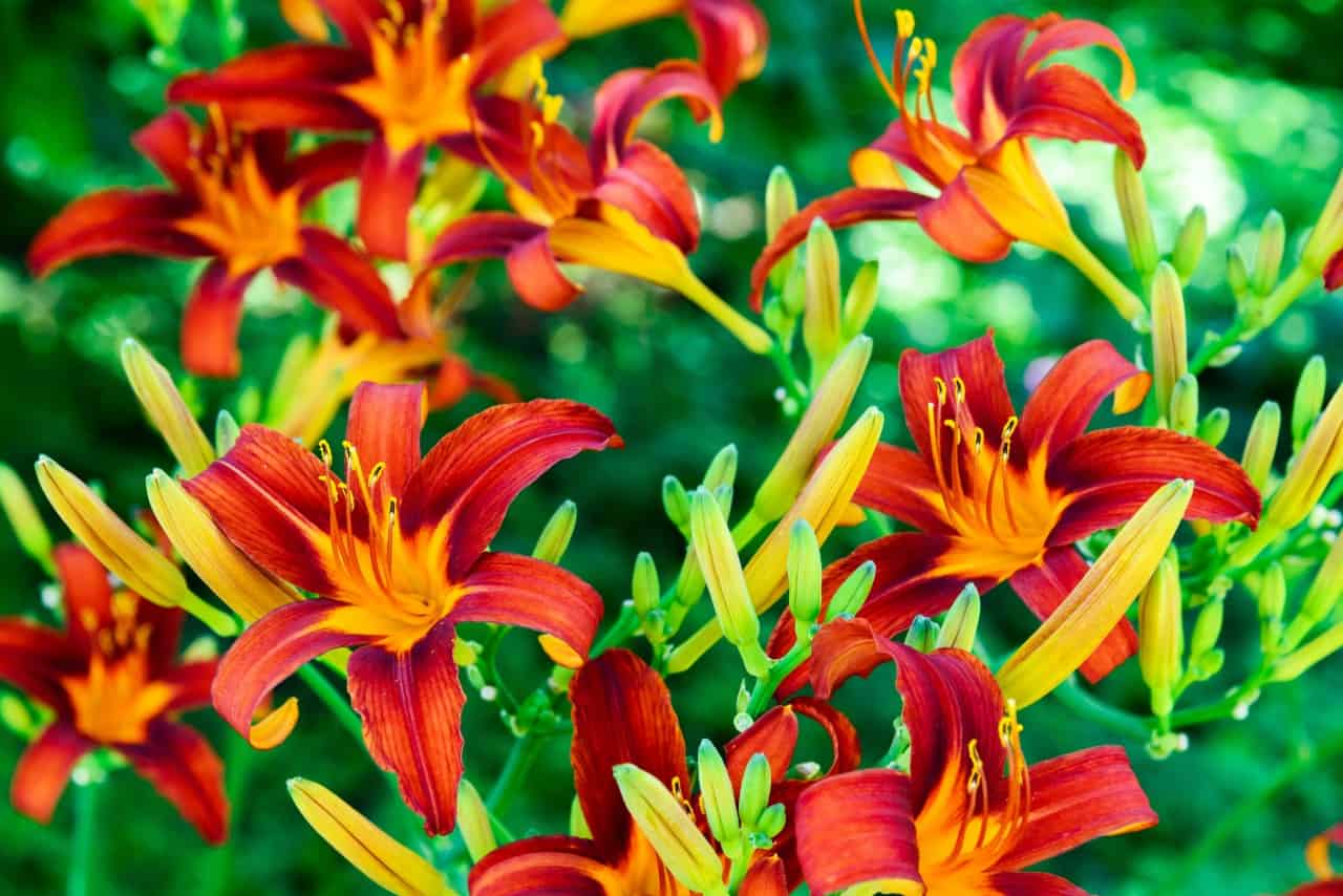 the daylily is a sun-loving perennial