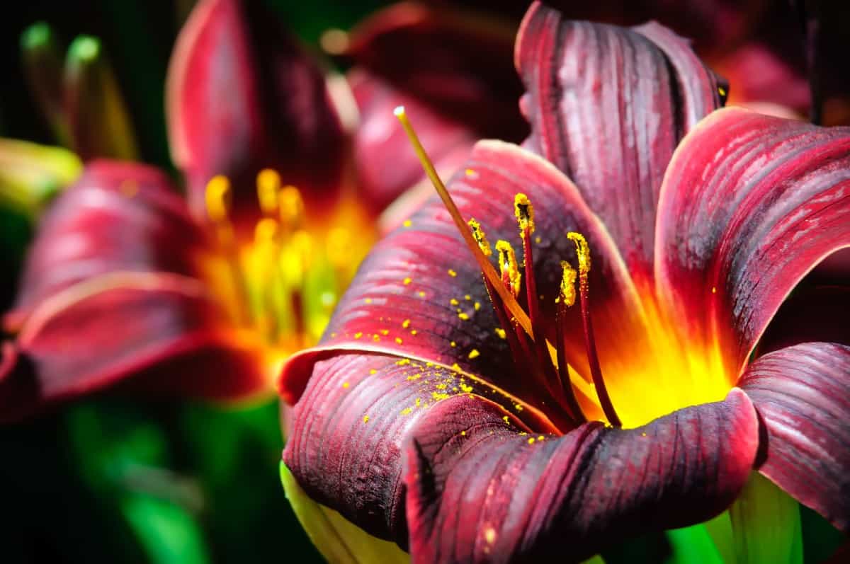 the daylily prefers full to partial sun to thrive