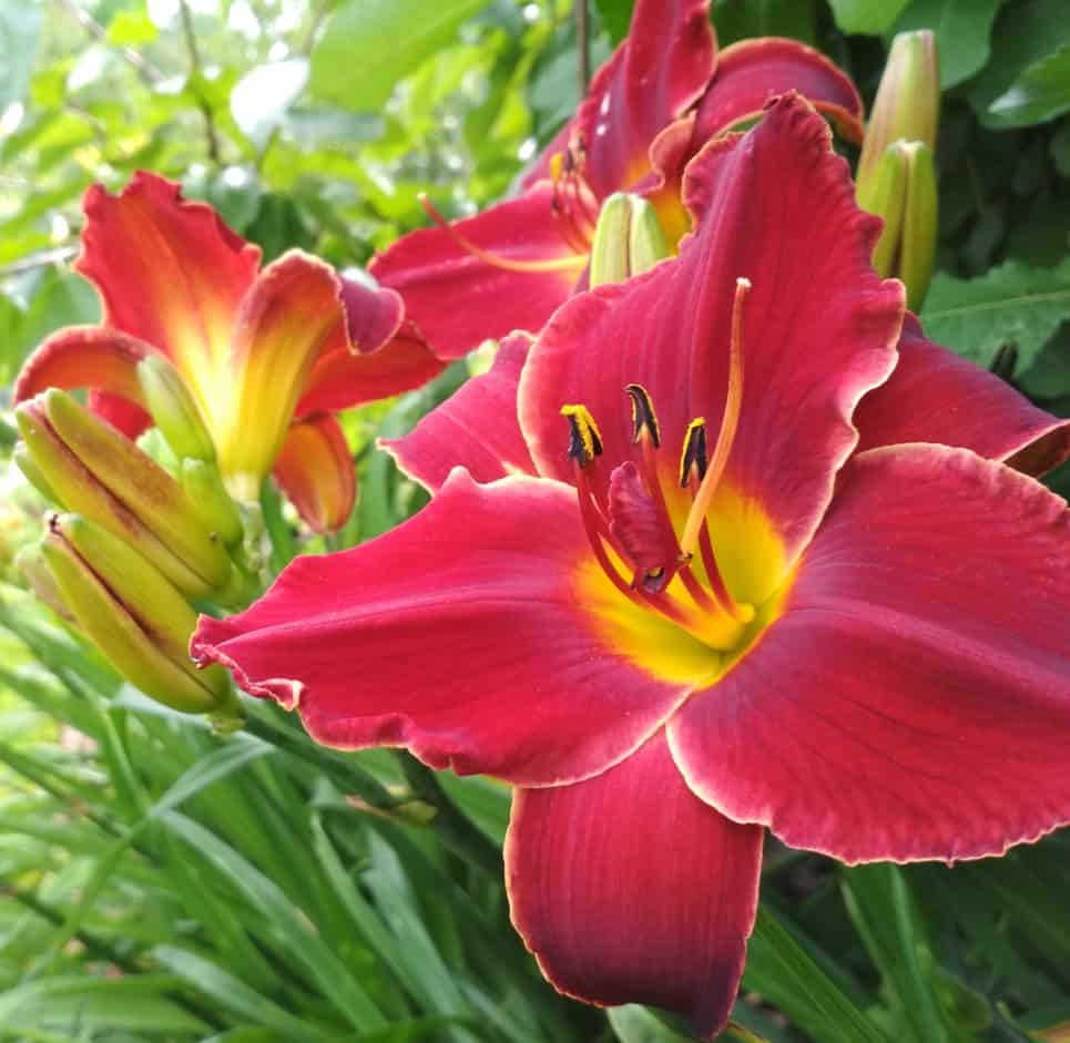 The daylily comes in many different colors.