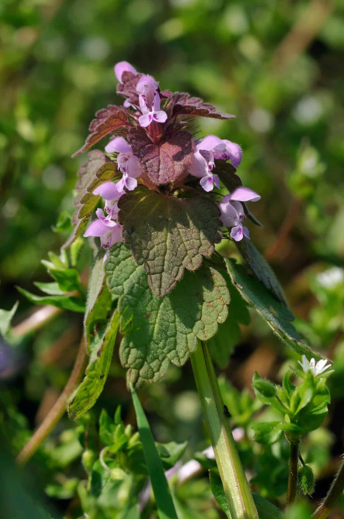 deadnettle is a drought-resistant shade plant