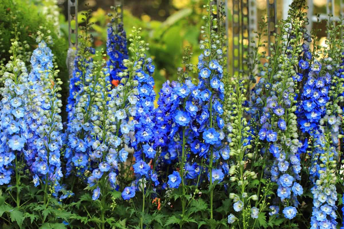 delphinium is a very tall perennial with brilliant blue flowers