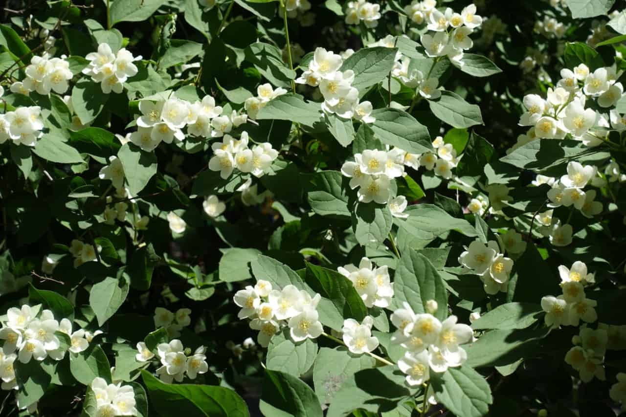 dogwoods are shrubs or trees and attract birds