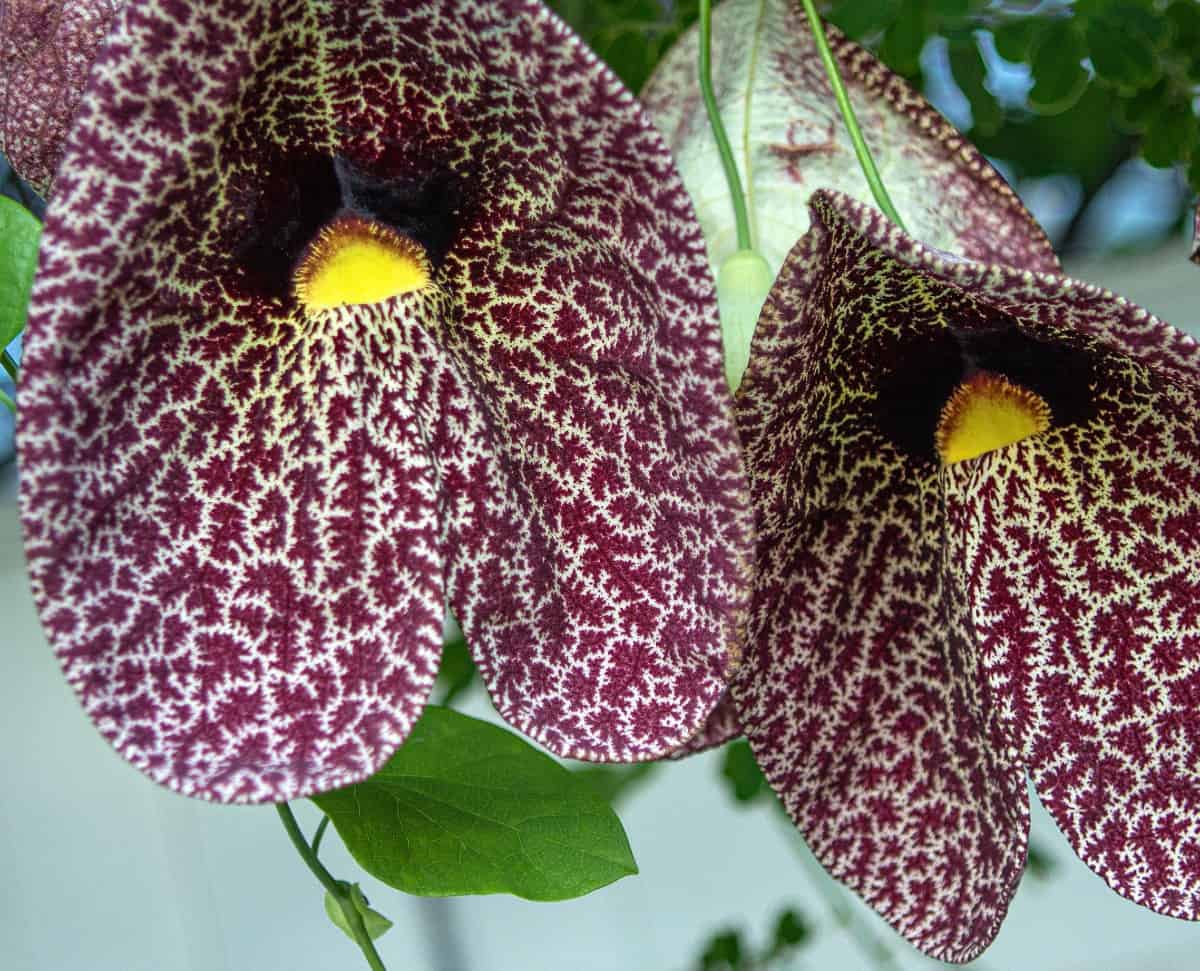 Dutchman's pipe is a stunning flower that attracts pipevine swallowtail butterflies