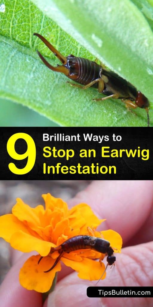 Learn how to prevent an earwig infestation by eliminating damp areas in and around your home. These reddish-brown insects hang out in large numbers in crevices and other hiding places and scavenge on everything from insects to kitchen scraps. #earwigcontrol #earwig #investation