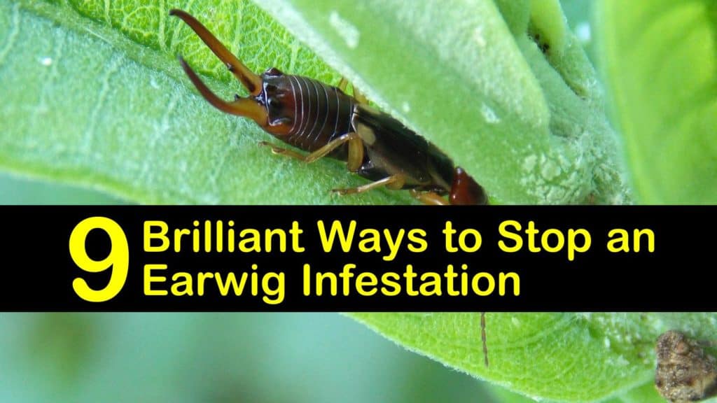 earwig infestation titleimg1