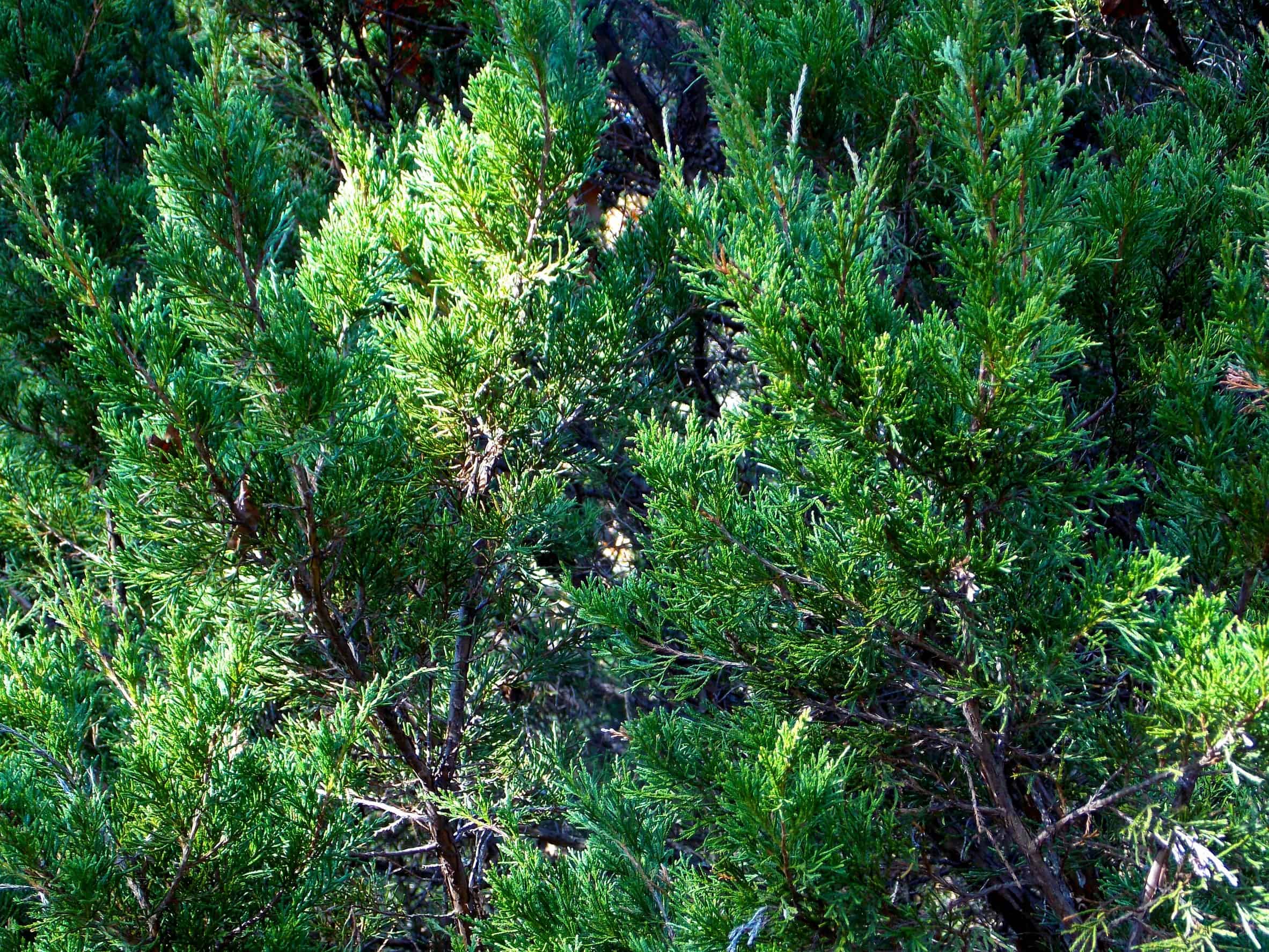 Eastern red cedar is not only an attractive evergreen but it is tough, too