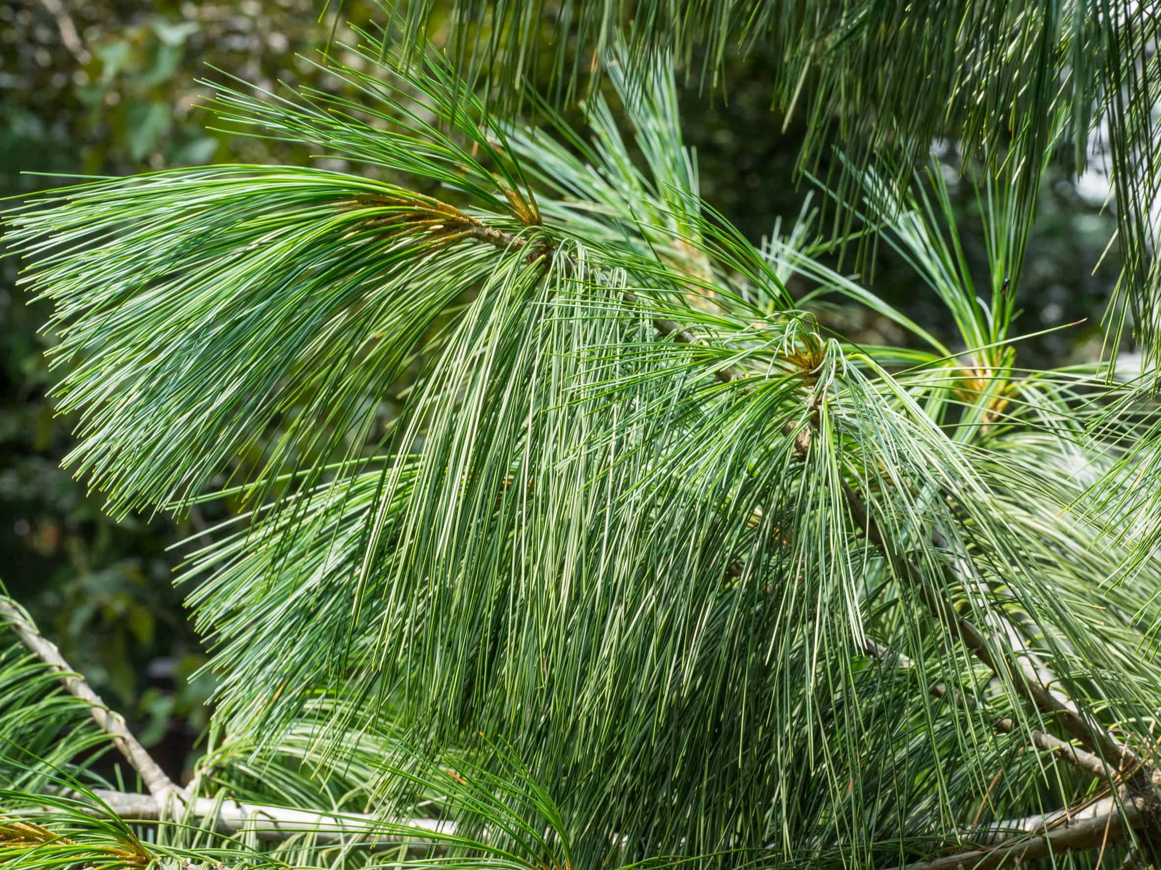 the Eastern white pine is an amazing evergreen tree