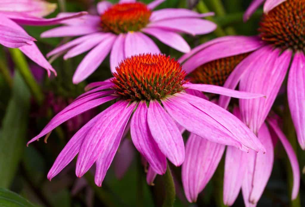 echinacea is also known as the coneflower
