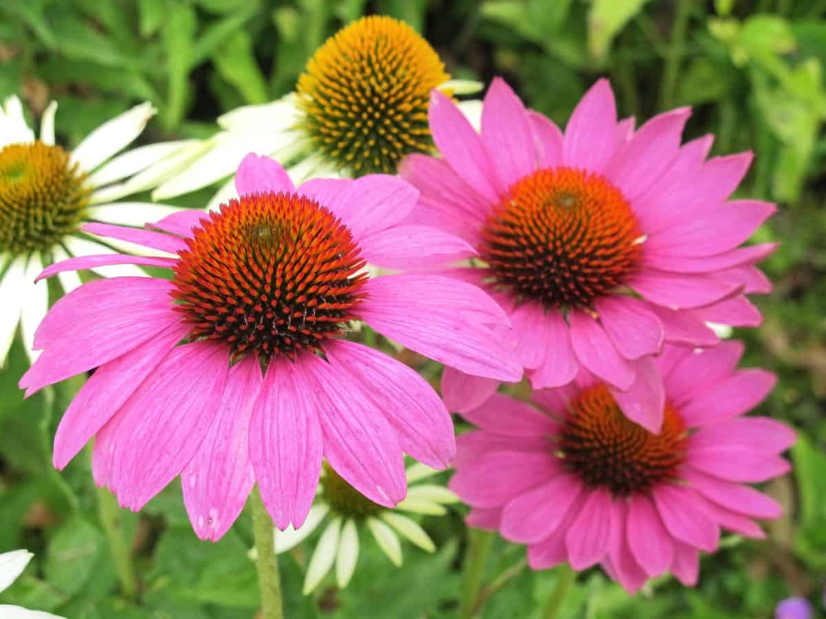 echinacea is a native wildflower that is easy to grow