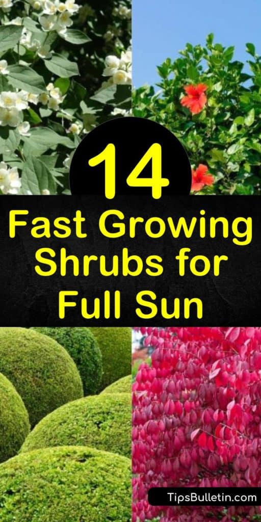 Discover how to give your yard high impact with fast growing, sun loving shrubs. Plant low maintenance hydrangea, dogwood, forsythia and privet in the yard and create a ‘wow’ factor with white flowers and colorful foliage. #fastgrowingshrubs #fullsun #shrubsforsun