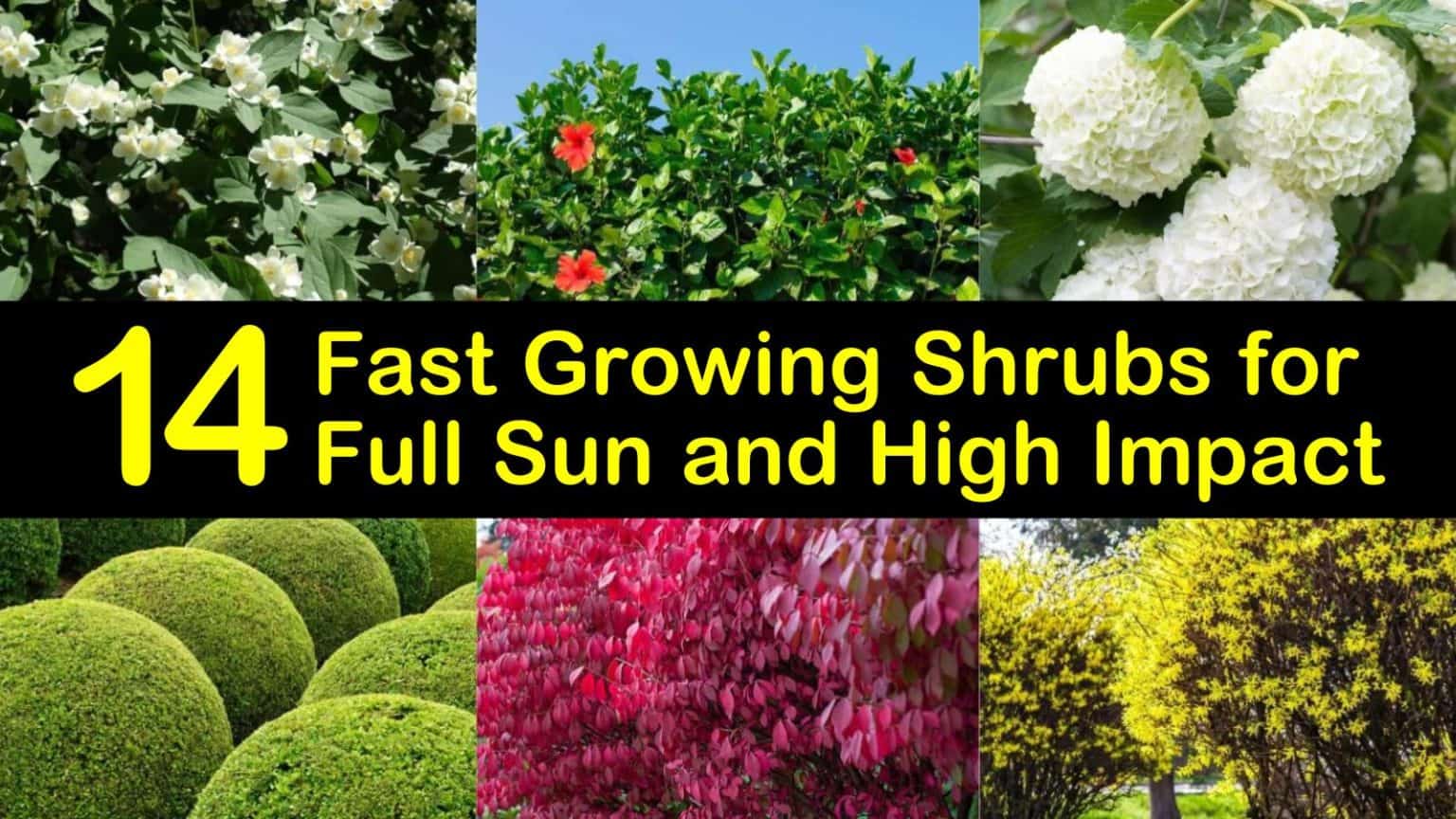 14 Fast Growing Shrubs for Full Sun and High Impact
