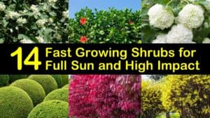 fast growing shrubs for full sun titleimg1