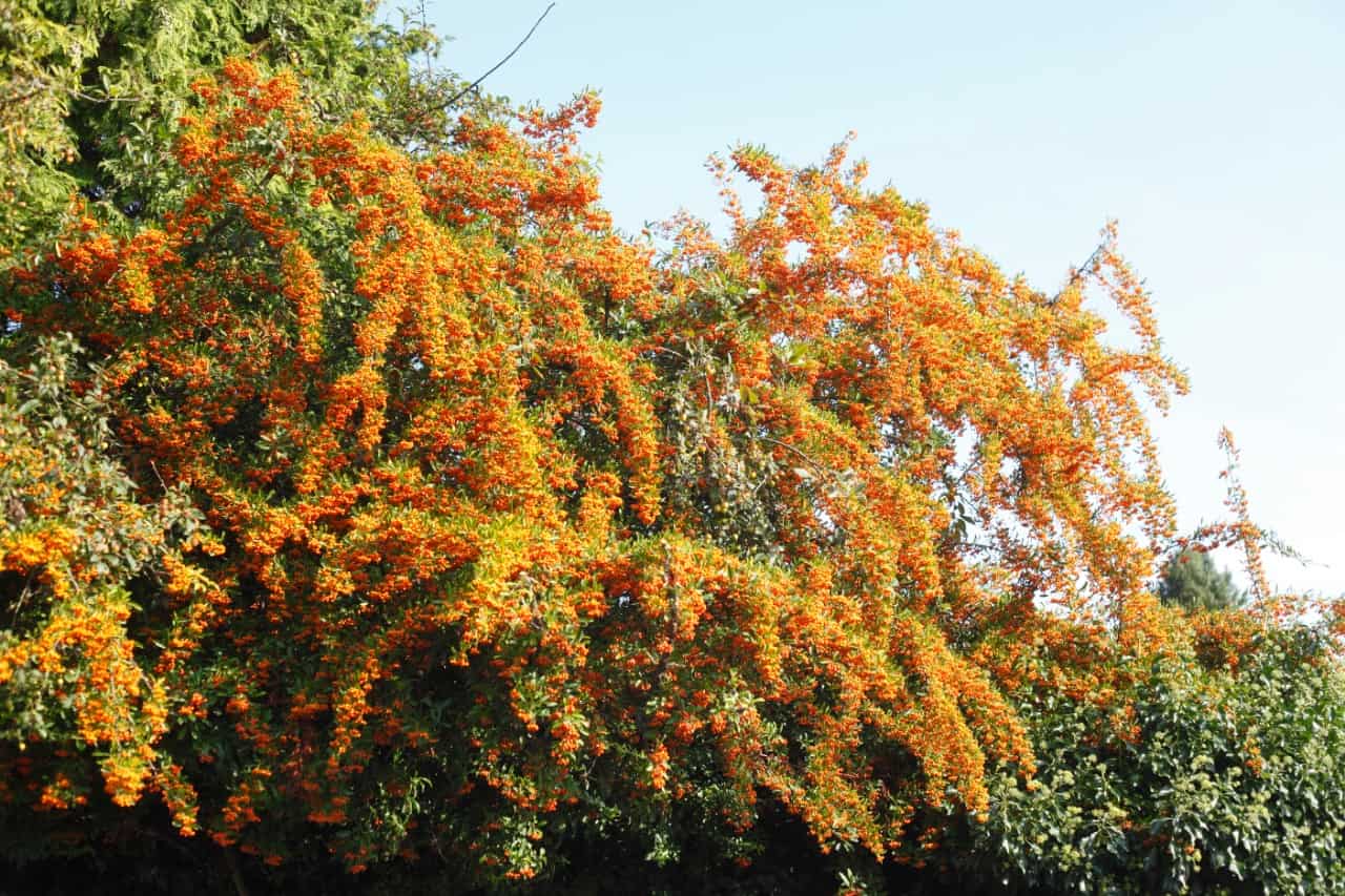 a full sun shrub, firethorn offer explosive winter color