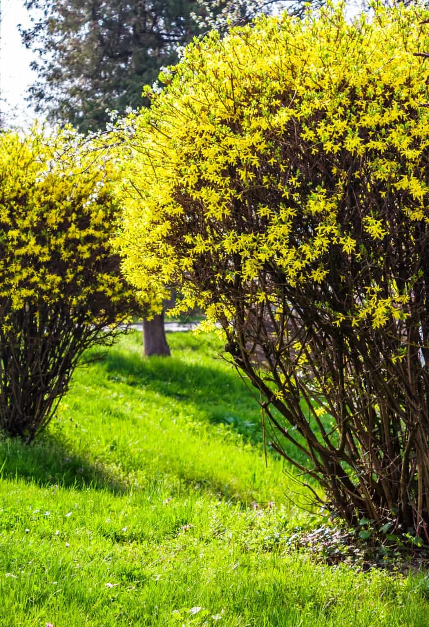 forsythia has gorgeous yellow-gold blooms in early spring