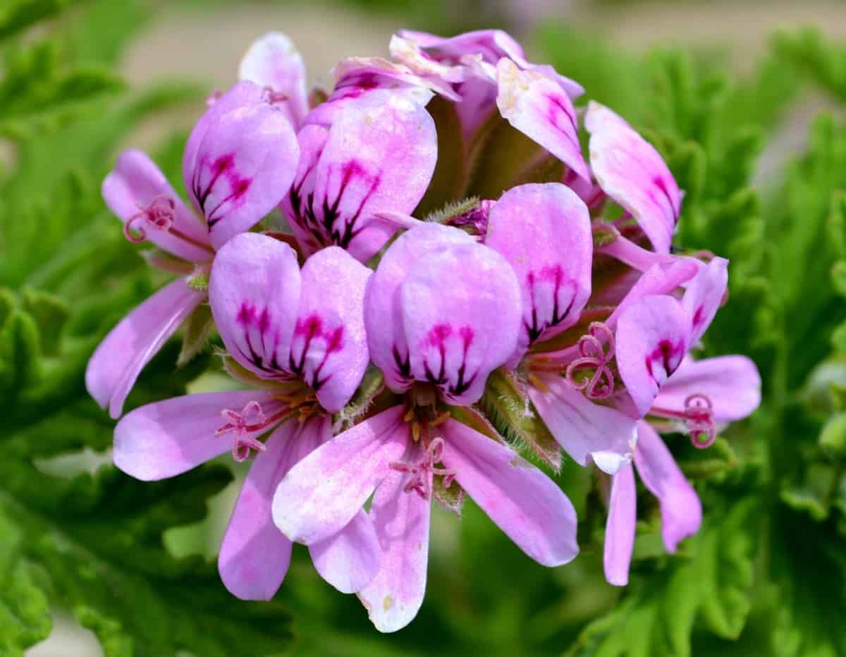 geraniums don't mind sun or shade