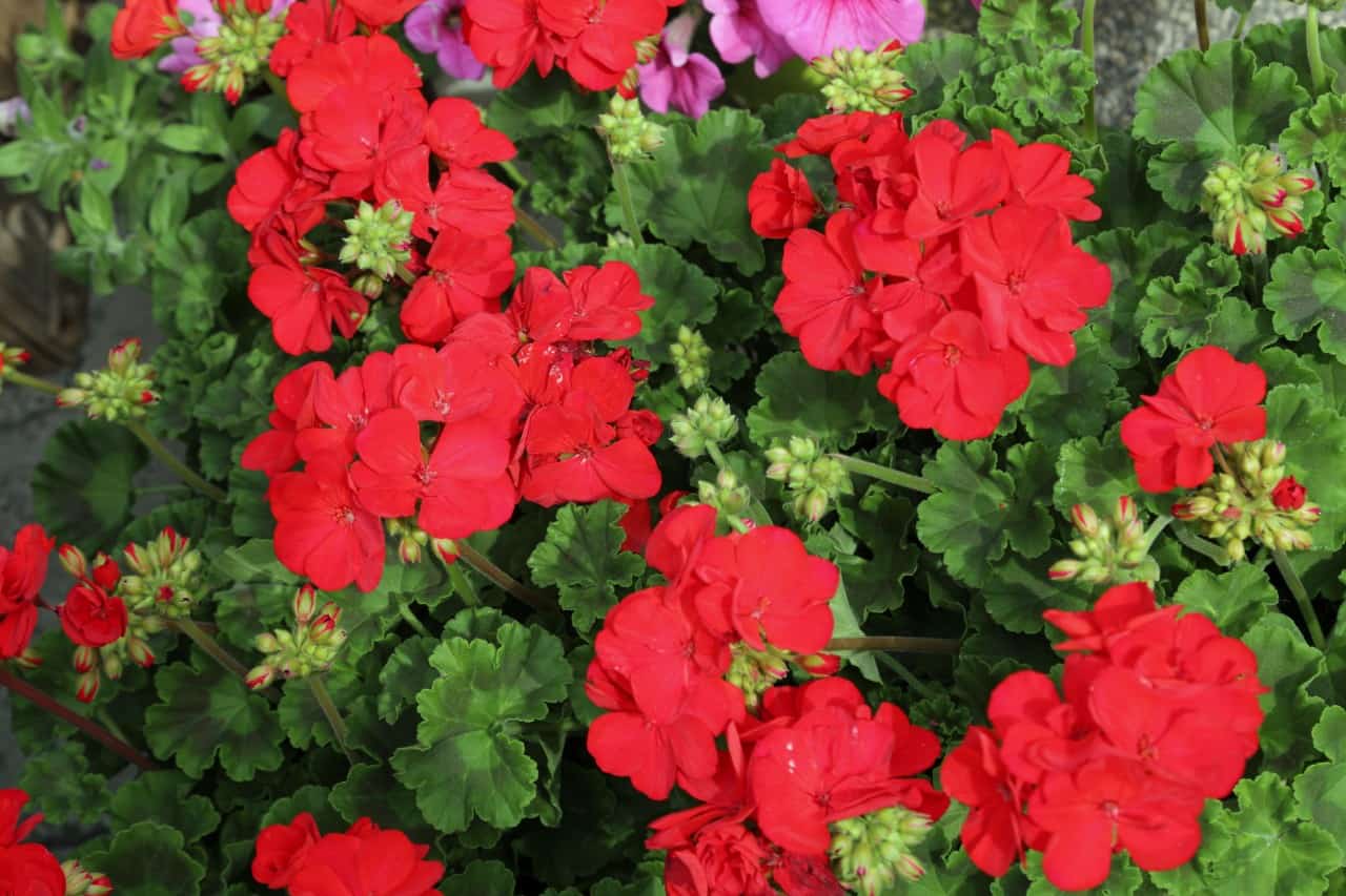 geraniums come in a variety of colors