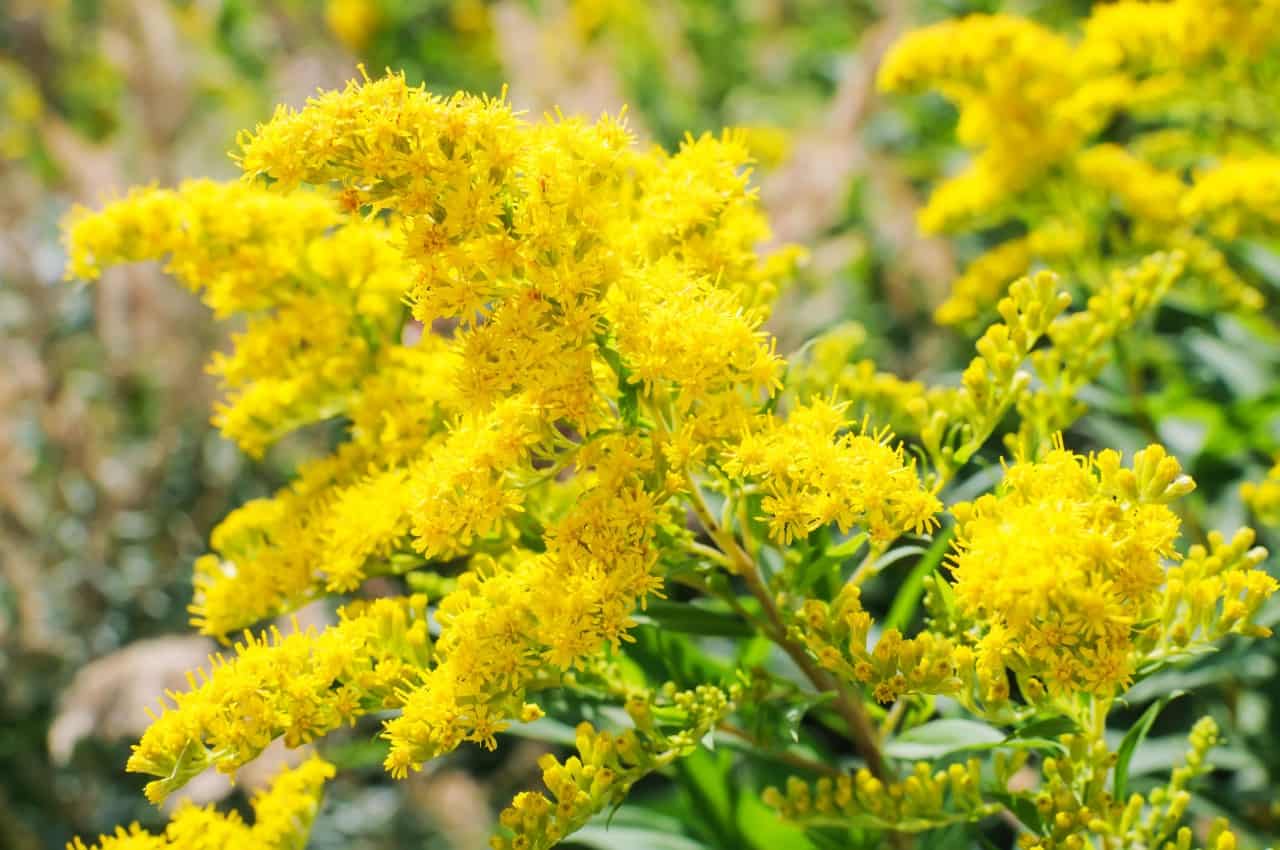 goldenrod is an amazing plant for bees