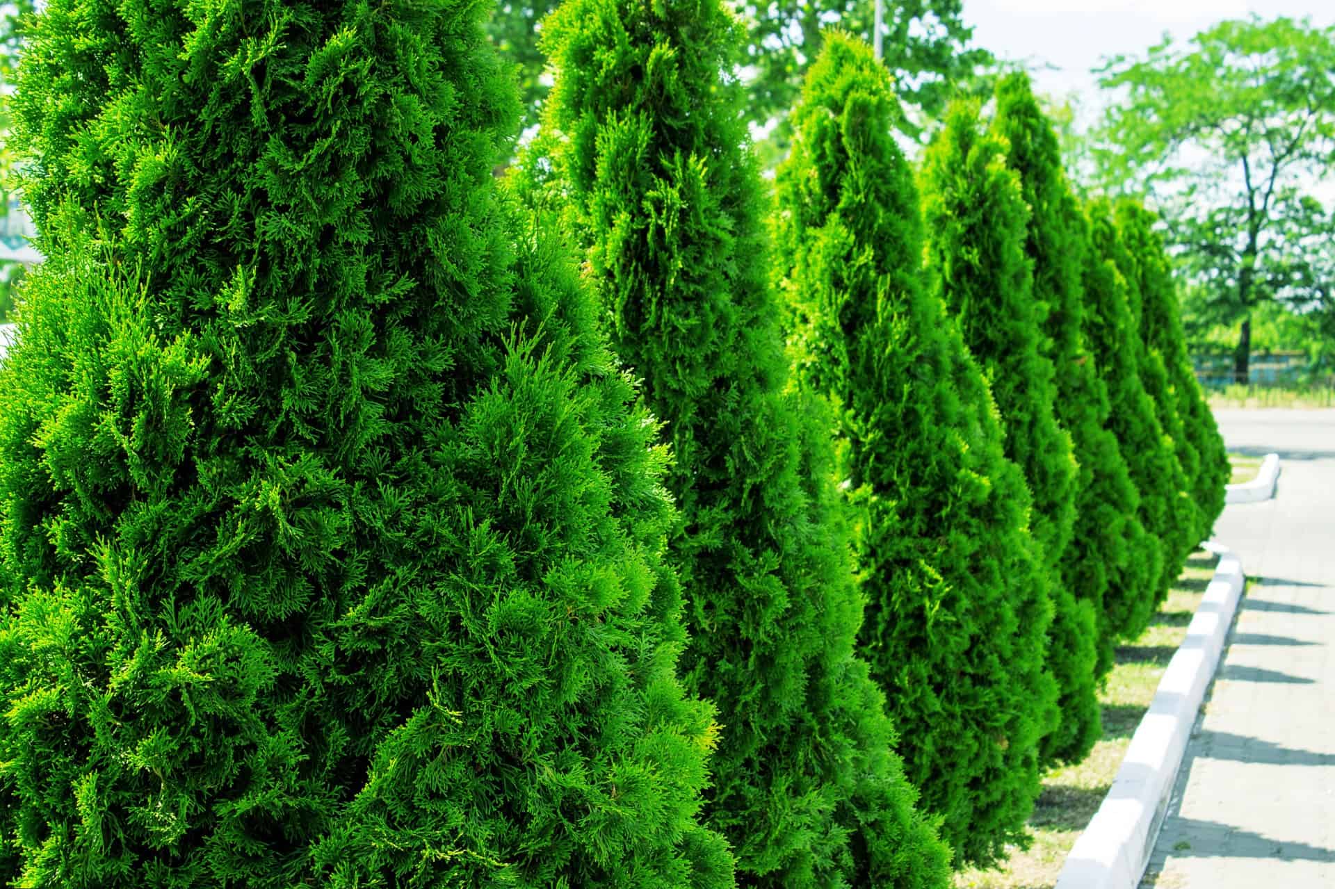 green giant arborvitae is a great tree for privacy