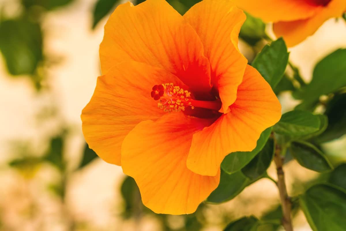 the hibiscus is a hardy perennial