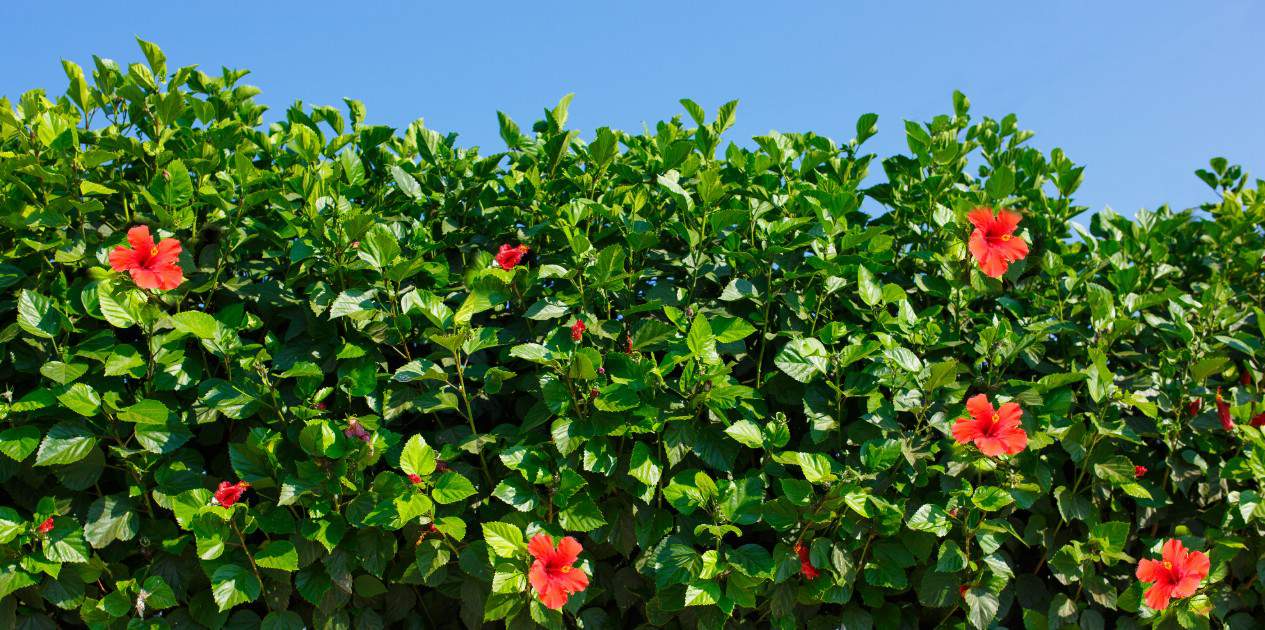 hibiscus is a fast growing bush that thrives in sunny locations