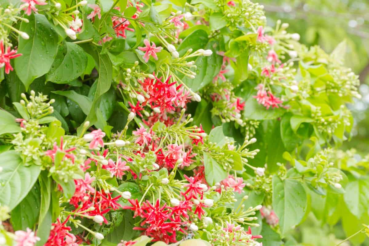 honeysuckle is a fragrant climbing plant that attracts hummingbirds