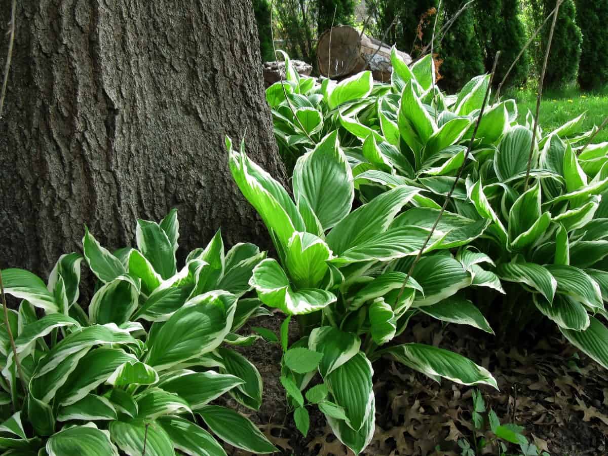 hosta thrives in the shade and couldn't be easier to grow