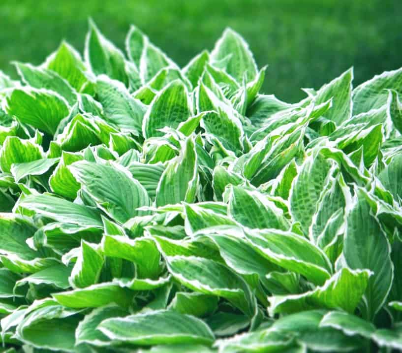 hosta are also called plantain lilies and are perennial shade flowers